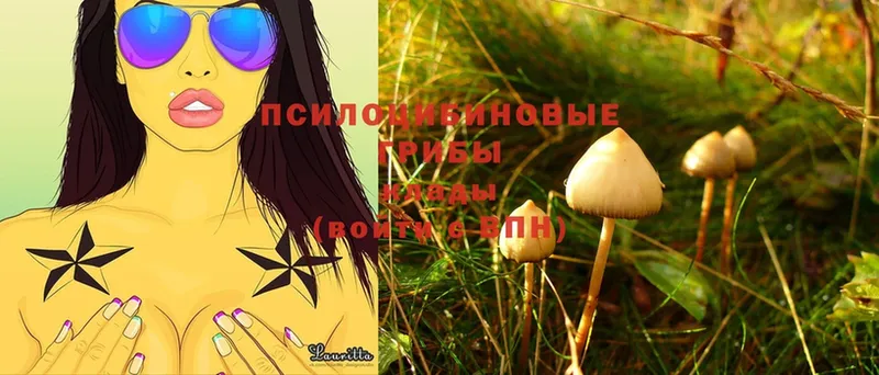 Галлюциногенные грибы Psilocybe  Томск 